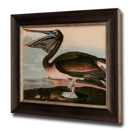 Brown Pelican Framed Picture Brown Pelican Framed Picture