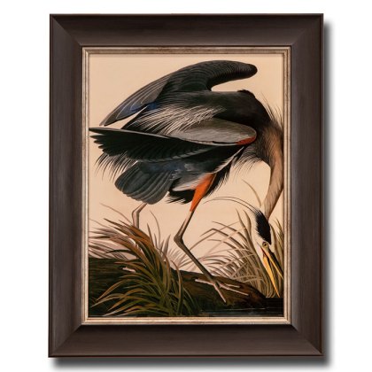 Great Blue Heron Framed Picture Great Blue Heron Framed Picture