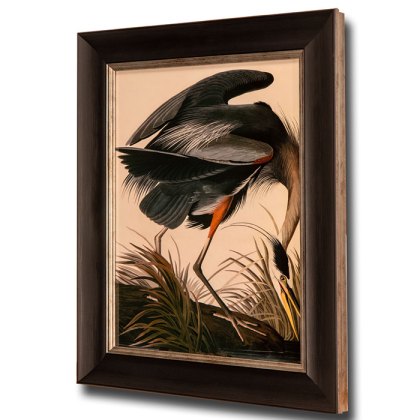 Great Blue Heron Framed Picture Great Blue Heron Framed Picture