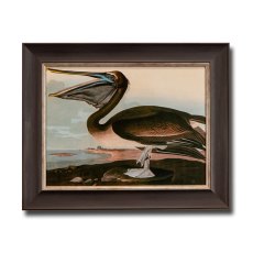 Brown Pelican Framed Picture Brown Pelican Framed Picture