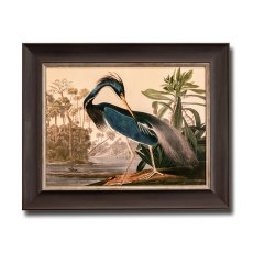 Louisiana Heron Framed Picture