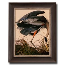 Great Blue Heron Framed Picture