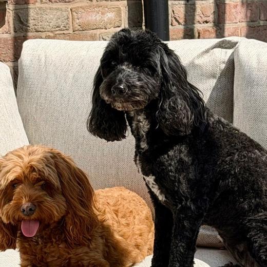 Puppy approved! 🐶🤎 With immediate delivery available across our complete outdoor collection you...